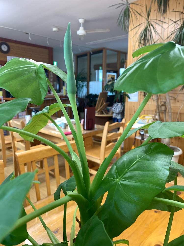 クワズイモの投稿画像 By Miちゃんさん お友達の花と勝手に撮りましたシリーズとよそのお宅の花と癒しの場所と花のある暮らしと北海道 月1月19日 Greensnap グリーンスナップ