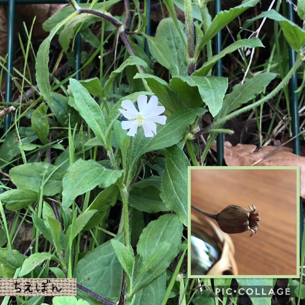 道端の草花の投稿画像 By ちえぼんさん 街で見かけた植物 月1月19日 Greensnap グリーンスナップ