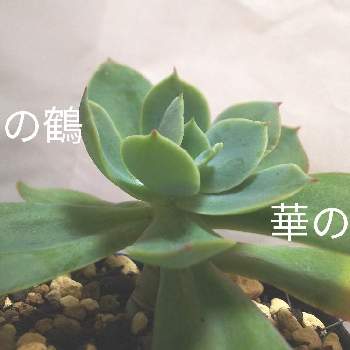 花の鶴 花うらら パリダ の投稿画像一覧 Greensnap グリーンスナップ 花の鶴 花うらら パリダ の投稿画像一覧 Greensnap グリーンスナップ