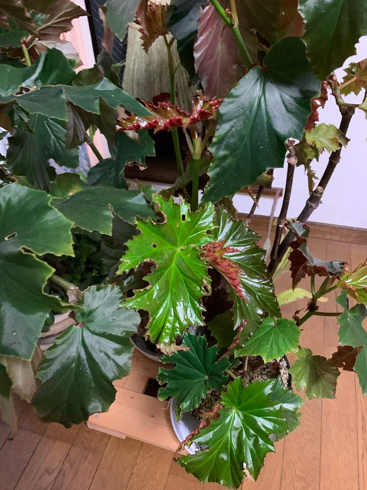 木立ベゴニア アイリーン ナースの投稿画像 By 紫雲楽さん 花のある暮らしとベゴニア と木立性ベゴニア 月1月19日 Greensnap グリーンスナップ