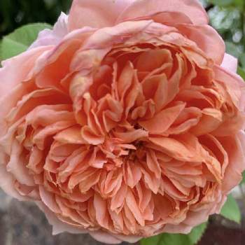 初めての薔薇の画像 by YouTuber La Vie en roseさん | 小さな庭とムーランドラギャレトローズとローズショーとバラ初心者とばら バラ 薔薇と薔薇愛同盟と薔薇男子と薔薇女子と初めてのバラとバラの育て方と花のある暮らしと無農薬有機栽培とバラ・ミニバラとロザリアンとバラの冬のお手入れと初めての薔薇とバラを楽しむとバラのお手入れとロザリアンメンズとglobal Rosarian  YouTuberと家庭菜園奮闘日記とYouTuber