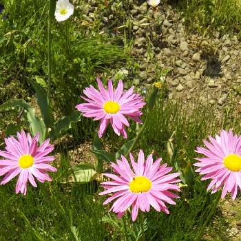 トップ100ブラキカム 花 言葉 すべての美しい花の画像