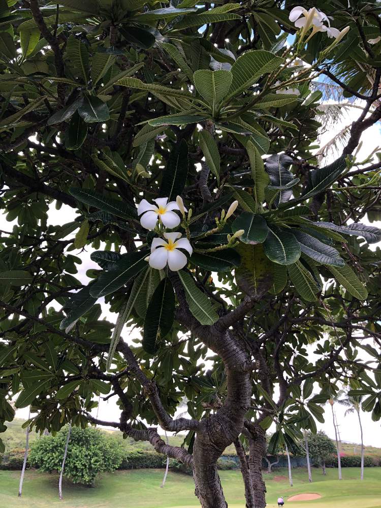 プルメリアの投稿画像 By モンステラさん 大きな木とハワイと海外 月1月日 Greensnap グリーンスナップ