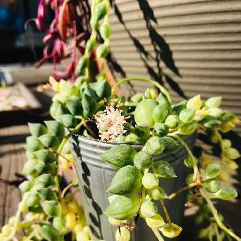 エンジェルティアーズ錦,多肉植物,多肉好き,タニラー,セネシオ属の画像