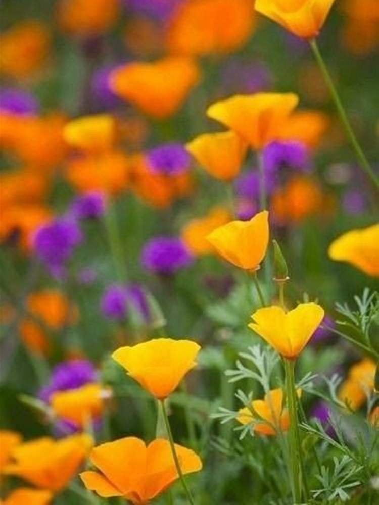 お出かけ先の投稿画像 By ふらわぁ さん オレンジ色の花と可愛い花と紫色の花と黄色い花と綺麗な花と花のある暮らしとオレンジ色の花と可愛い 花と紫色の花と黄色い花と綺麗な花と花のある暮らし 月1月日 Greensnap グリーンスナップ Greensnap