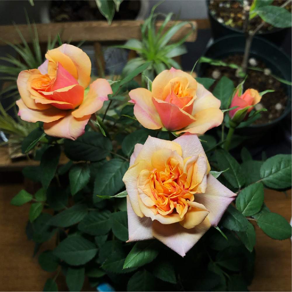 室内栽培可 観葉植物 ミニバラ ポールセンローズ カリナ 花色 赤