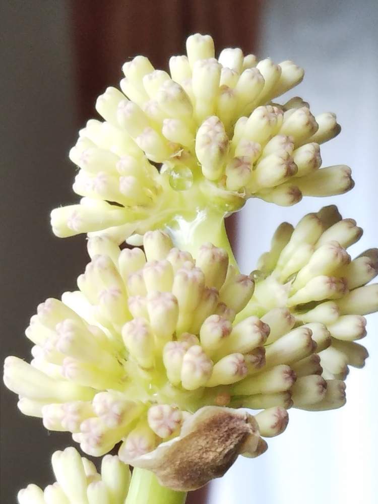 ドラセナ属の投稿画像 By Nanさん 花のある暮らしと冬に咲く花フォトコン 月1月日 Greensnap グリーンスナップ