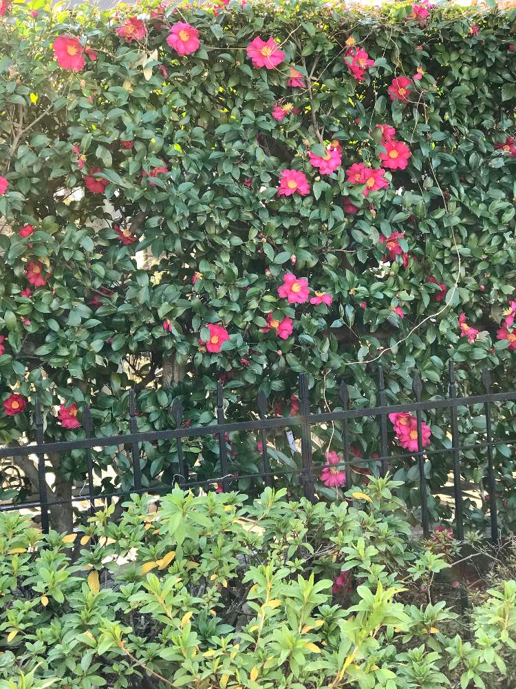 椿の花の投稿画像 By たーこさん 椿の垣根と今日もありがとう と形さまざまと椿の花々と暮らしと植物と花のある暮らし 月1月日 Greensnap グリーンスナップ