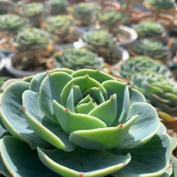 七福神,多肉植物,キュンキュン乙女倶楽部,iPhone XRにて撮影, 七福神の画像