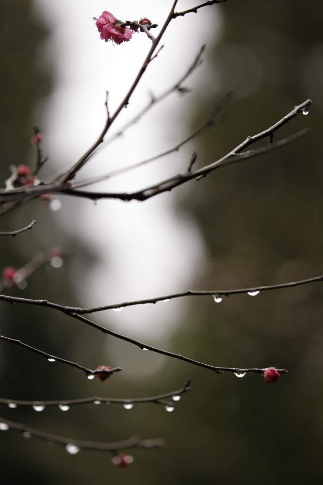 梅の木の投稿画像 By けんパパさん Canon Eos 5d Mark と無加工と無修正と所沢航空記念公園と雨のしずくと一眼レフとef100 400mm F4 5 5 6l Is Ii Usmと玉ボケとアーティスティックフォトコンと航空公園 月1月日 Greensnap グリーンスナップ