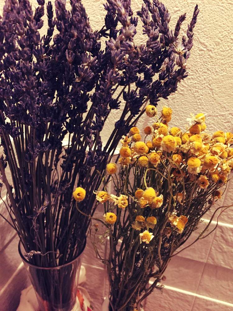 カモミールの投稿画像 By 南谷西男さん ラベンダーとドライフラワーと花のある暮らし 月1月日 Greensnap グリーンスナップ