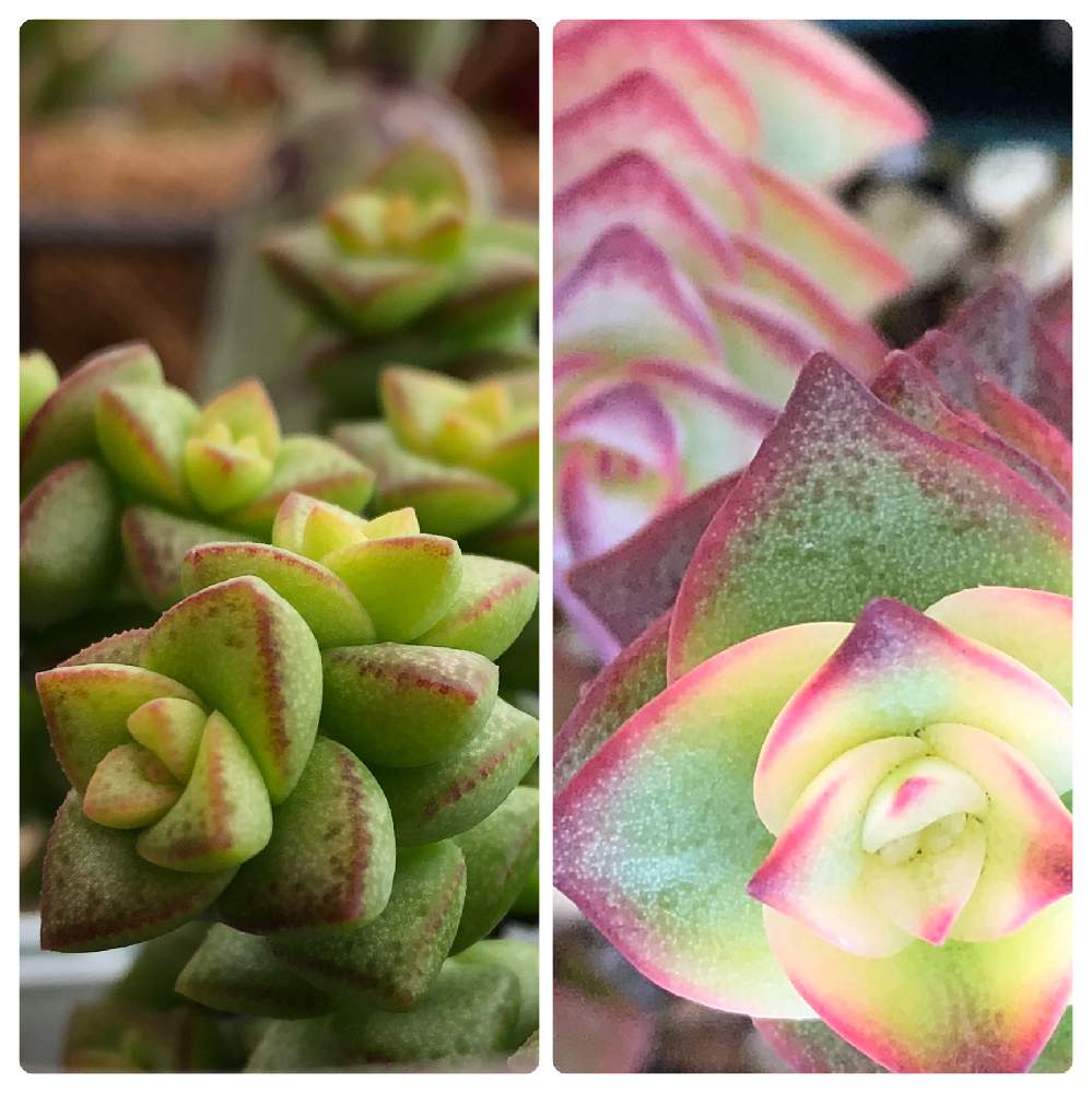 星の王子の投稿画像 By えるさん 南十字星と北斗七星と多肉植物と観察日記とgsのみなさんに感謝 と植中毒と見てくださってありがとうございます 月1月日 Greensnap グリーンスナップ