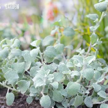 ヘリクサム の投稿画像一覧 Greensnap グリーンスナップ