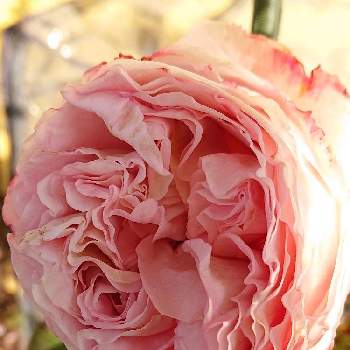アウグスタルイーゼ＊の画像 by ＹＵＭＩＫＯさん | 小さな庭と薔薇愛同盟と花が好き❤とかわいい♡と大好きとピンク大好きと薔薇が好き❤と花のある暮らしとアウグスタルイーゼ＊と薔薇♪