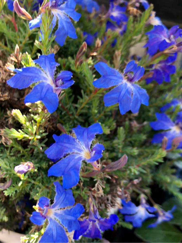 レシュノルティア 初恋草の投稿画像 By カンパニュラさん きれいな色 と色あざやか と花のある暮らしとかわいいとお花屋さん 月1月21日 Greensnap グリーンスナップ