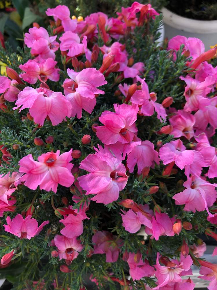 レシュノルティア 初恋草の投稿画像 By カンパニュラさん お出かけ先ときれいな色 と色あざやか ときれい と鉢植えと花のある暮らしとお花屋 さんときれいな色 と色あざやか ときれい と鉢植えと花のある暮らしとお花屋さん 月1月21日