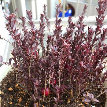 酸性土壌の投稿画像一覧 Greensnap グリーンスナップ