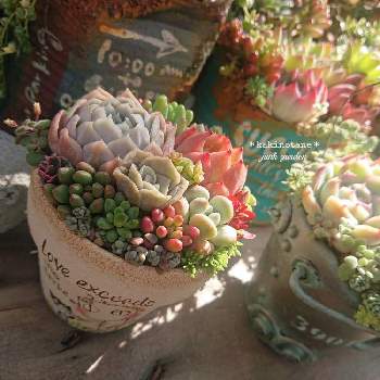 まちゃごろーさんリメ鉢の画像 by ✻ｶｷﾉﾀﾈ✻さん | 小さな庭とGold Beeとﾘﾗｼﾅ×ﾗｽﾞﾍﾞﾘｰｱｲｽと多肉植物と癒される♡と寄せ植えとjunkとまちゃごろーさんリメ鉢と大好き♥️ともりもりと可愛い♡
