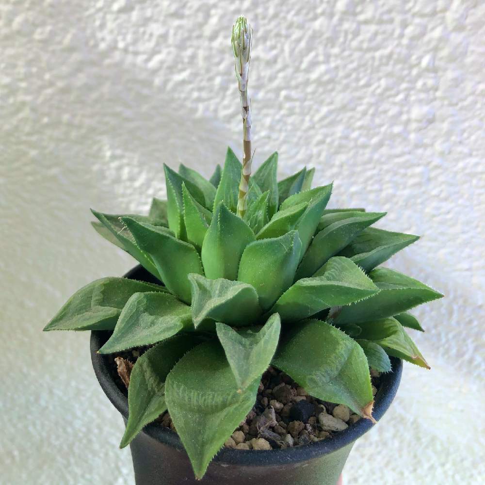 ハオルチア レツーサ 寿の投稿画像 By ヨンペコさん 多肉植物とハオルチア属 月1月21日 Greensnap グリーンスナップ ハオルチア レツーサ 寿の投稿画像 By ヨンペコさん 多肉植物とハオルチア属 月1月21日 Greensnap グリーンスナップ