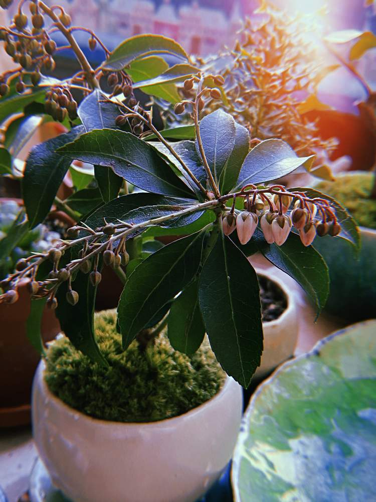 アセビの投稿画像 By よなかさん ミニ盆栽と盆栽初心者と石木花と花のある暮らしと盆栽 月1月21日 Greensnap グリーンスナップ