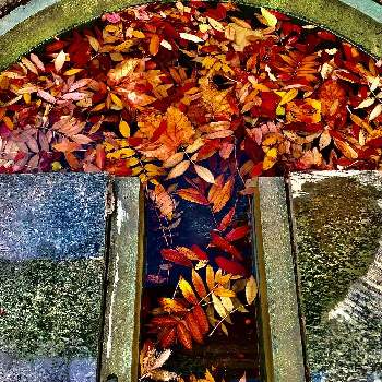 紅い落葉,四季のガーデンを旅行する,ボタニカルスポット2020冬,お出かけ先の画像