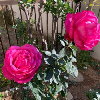 HTハイブリッドティーの画像 by paseriにゃおさん | 小さな庭とバラ  イヴピアッチェと強香とHTハイブリッドティーと大輪と国際バラコンクールと直立性と四季咲きと庭のばらと花のある暮らしとばら 薔薇 バラと地植えと庭のお花と花のある風景と今日のお花と花のある日常と私の庭と小さなお庭とピンクの花と植中毒と花のある空間