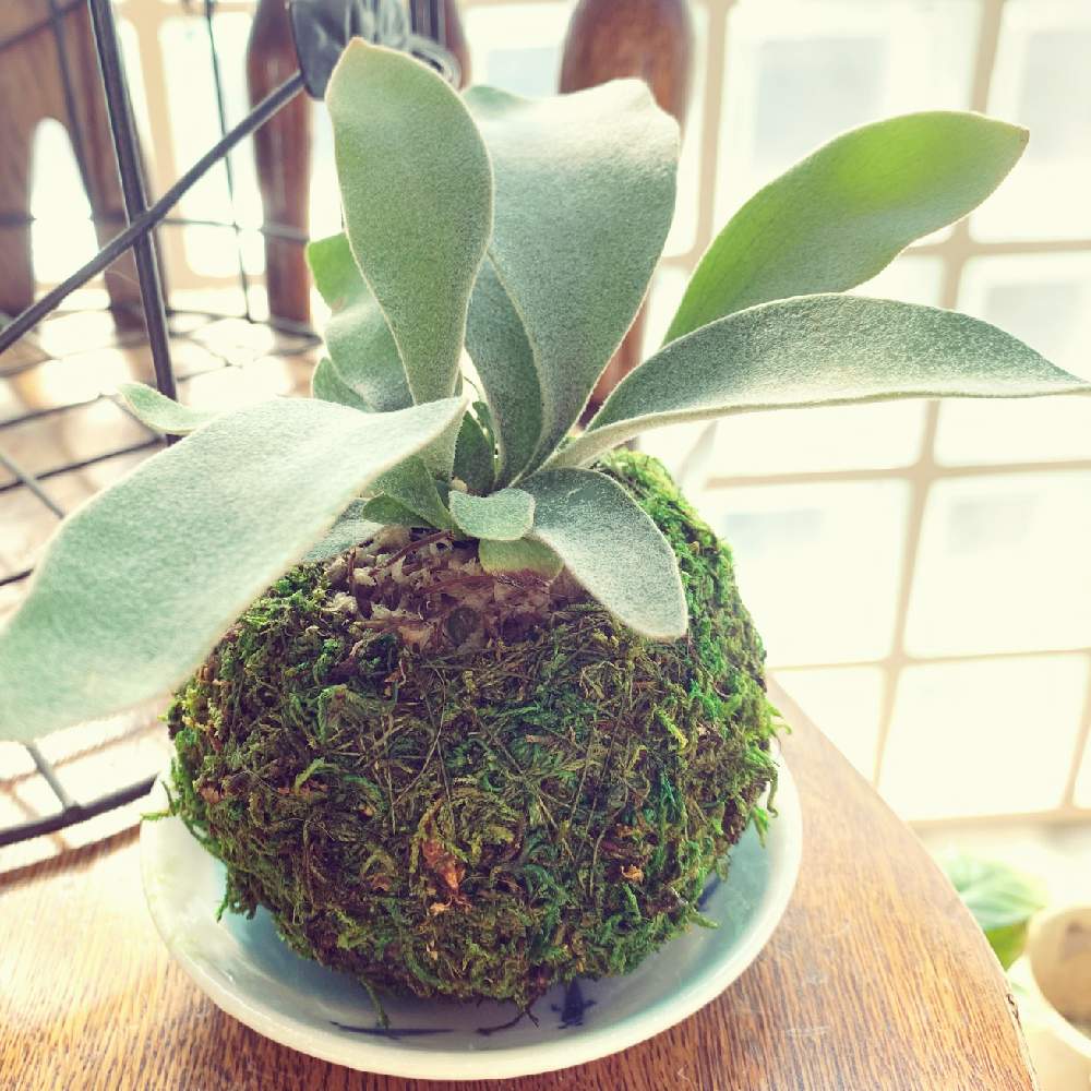 ビカクシダ ビーチーの投稿画像 By ねこさん 苔玉仕立てと コウモリラン と ビカクシダ 月1月21日 Greensnap グリーンスナップ