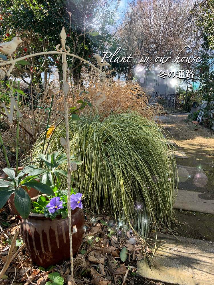 カレックスの投稿画像 By Kane Flowerさん フウチソウと花のある暮らしと中ぐらいの庭 月1月21日 Greensnap グリーンスナップ カレックスの投稿画像 By Kane Flowerさん フウチソウと花のある暮らしと中ぐらいの庭 月1月21日 Greensnap グリーンスナップ