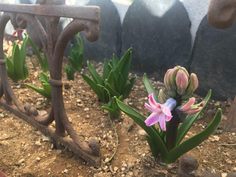 ヒヤシンスの投稿画像 By ベルさん 球根植物とピンクの花と花のある暮らしと植えっぱなし球根 月1月21日 Greensnap グリーンスナップ