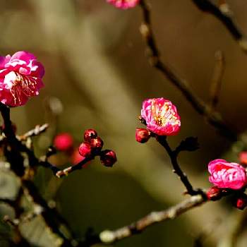 花のある暮らし,お出かけ先の画像