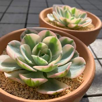 ルノーディーン,☑︎ルノー3号,☑︎ルノー4号,多肉植物,キュンキュン乙女倶楽部の画像