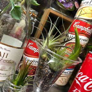 キャンドゥ,エアープランツ/チランジア,チランジアパフェ,チランジアK,キッチンの画像