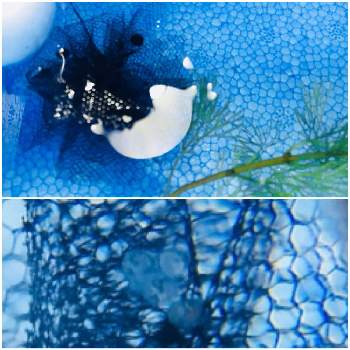 メダカの産卵の投稿画像一覧 Greensnap グリーンスナップ