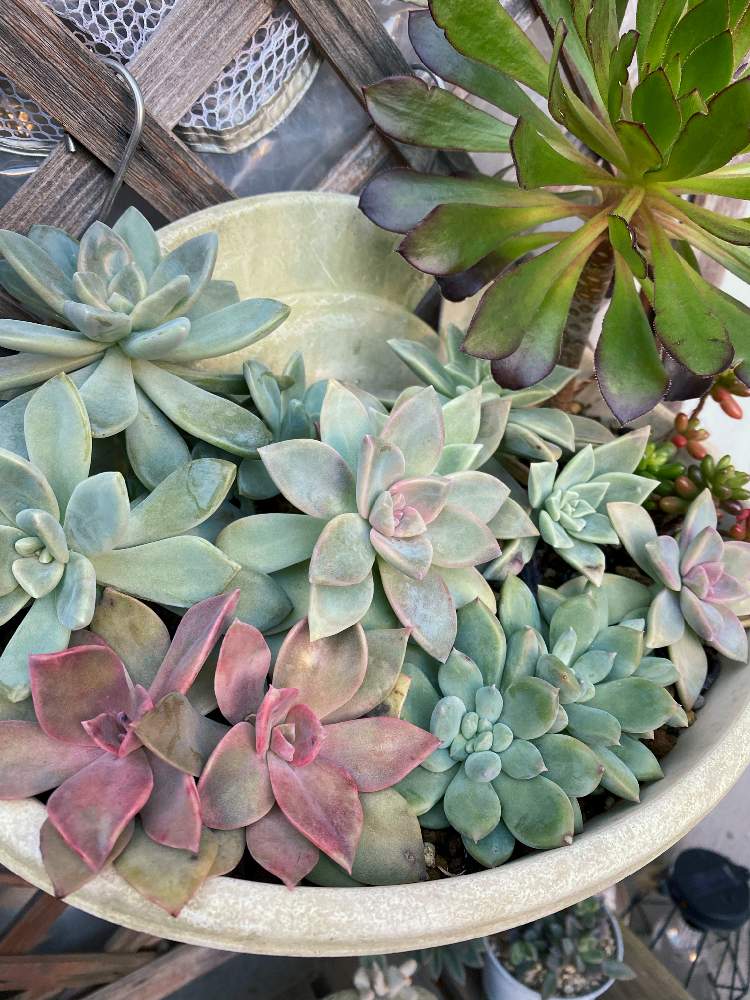 夏越しの投稿画像 By ゆみーごさん 多肉中毒と多肉植物とぎゅうぎゅうと吸い込まれそうと寄せ植えと紅葉する多肉ときれいと可愛い多肉 ちゃん とピンクと素晴らしいと多肉女子と可愛すぎる とタニラーと可愛いと癒し と自己満足の世界とぷりぷりとぷっくり 月1
