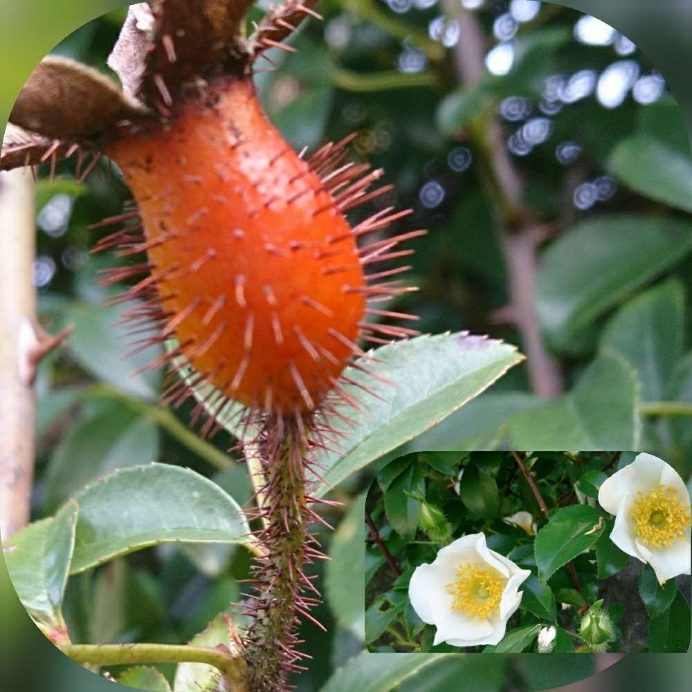ナニワイバラの投稿画像 By ちっちさんさん トゲトゲと花のある暮らしと赤い実 とちっちローズ 月1月22日 Greensnap グリーンスナップ