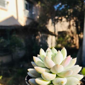 ライラックミスト,多肉植物,セデベリア属,多肉好き,タニラーの画像