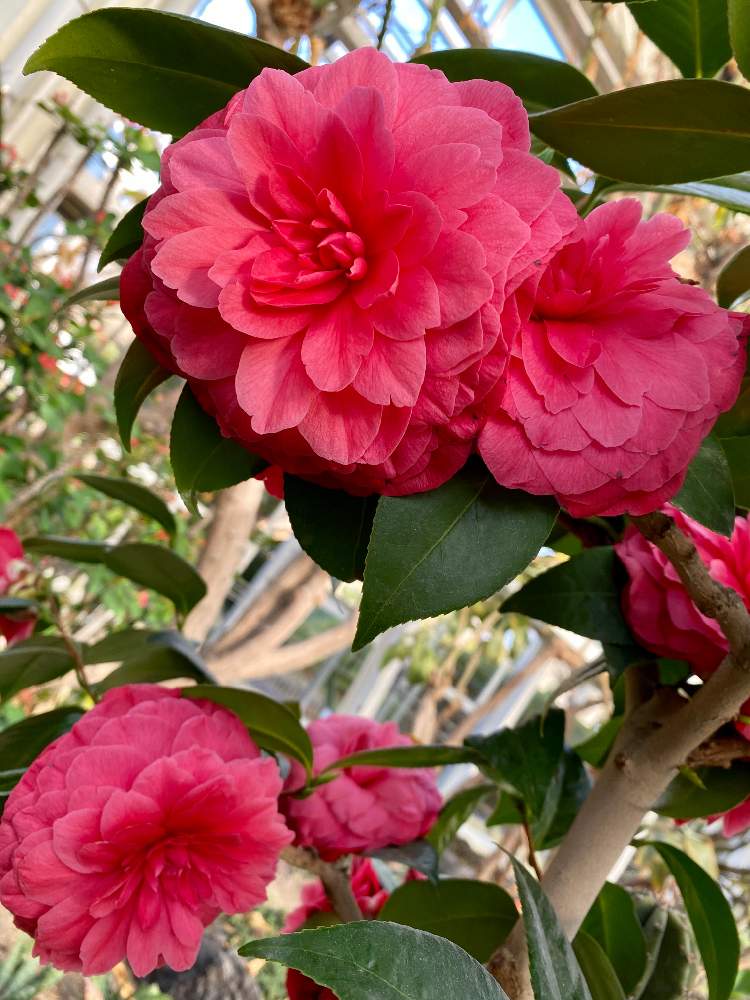 ツバキの投稿画像 By さいたまさん 西洋椿 ロバータ ハーディソンと一輪の魅力と休日の癒し方と赤の輝き と川口市グリーンセンターとイキイキ と花のある暮らしと花びらの魅力 と椿の季節 月1月22日 Greensnap グリーンスナップ