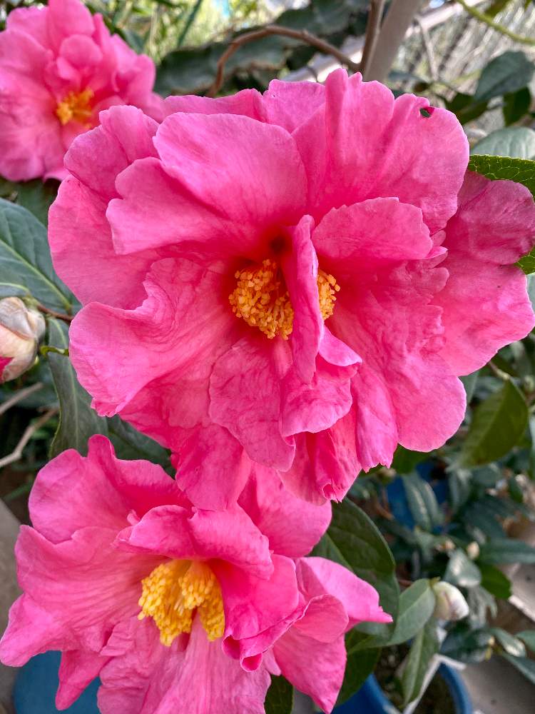 西洋椿 シャンハイ レディの投稿画像 By さいたまさん ツバキと一輪の魅力と休日の癒し方と川口市グリーンセンターとイキイキ と素敵なピンクと花のある暮らしと花びらの魅力 と椿の季節 月1月22日 Greensnap グリーンスナップ