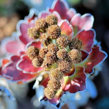 イソギク,里山の生き物,チャーさんのリポート,里山の風景,季節の 便りの画像
