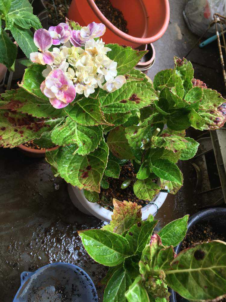 紫陽花　きらきら星　星の桜　母の日ピック付き 母の日♡紫陽花♡きらきら星♡ラッピング♡ギフト♡5号鉢