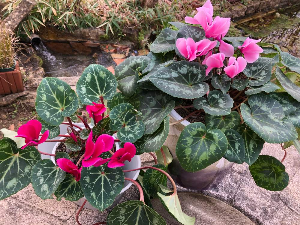 花のある暮らしの投稿画像 By パステルカラーさん 優しい色 月1月22日 Greensnap グリーンスナップ