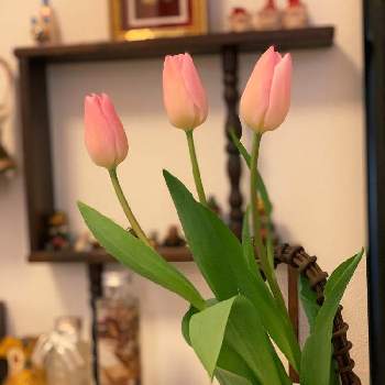 チューリップ 切り花の投稿画像一覧 Greensnap グリーンスナップ