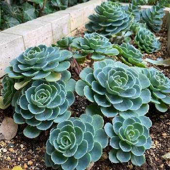 七福神,多肉植物,キュンキュン乙女倶楽部,iPhone XRにて撮影, 七福神の画像