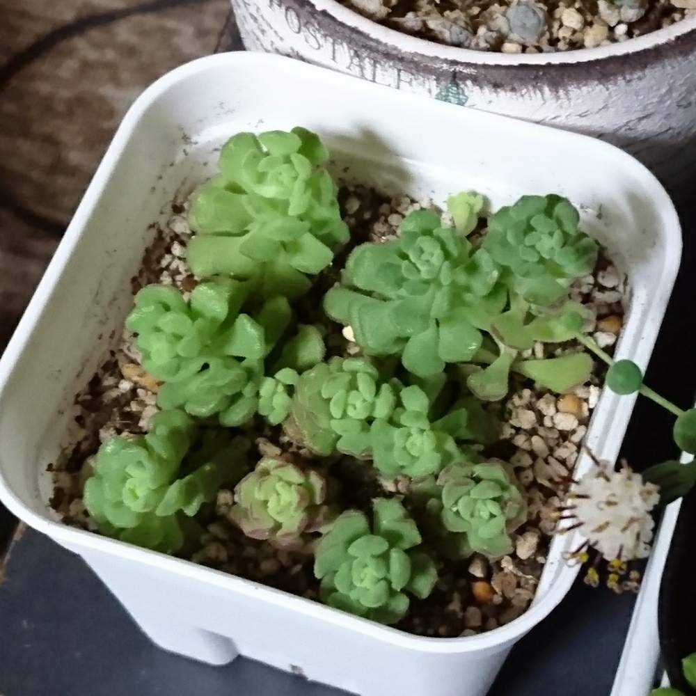 Top【選抜株】多肉植物23516スプリング ウォーター 105個プラグトレー