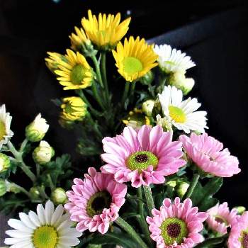 西洋菊 スプレーマムの投稿画像一覧 Greensnap グリーンスナップ