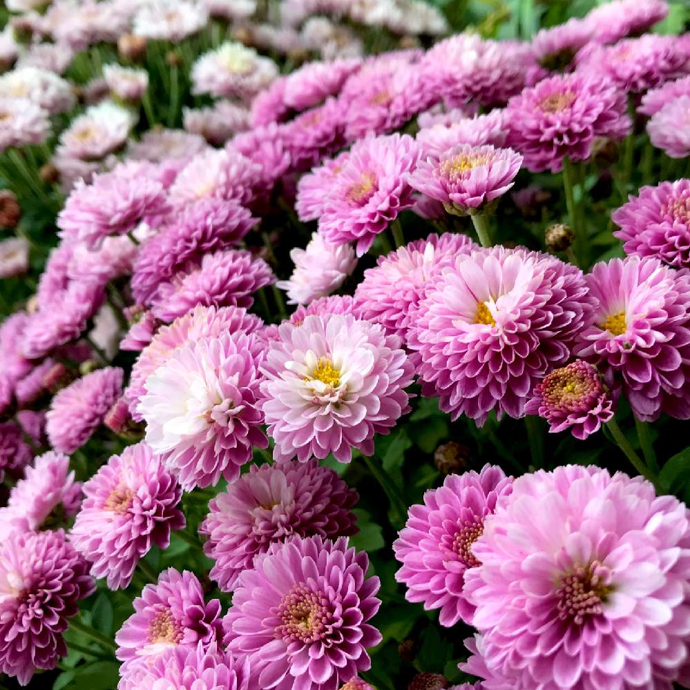 キクの投稿画像 By ゆみこさんさん スプレーマムとスプレー菊とピンクの花とかわいいな とiphone撮影といくとぴあ食花 月1月22日 Greensnap グリーンスナップ