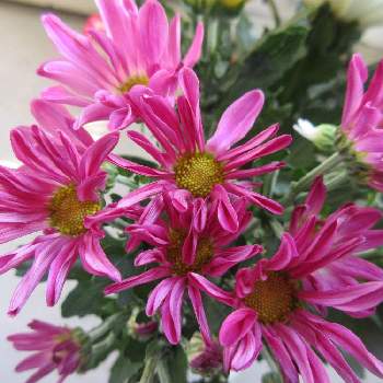 西洋菊 スプレーマムの投稿画像一覧 Greensnap グリーンスナップ