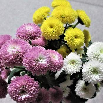 西洋菊 スプレーマムの投稿画像一覧 Greensnap グリーンスナップ