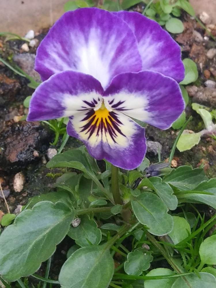 ビオラの投稿画像 By ちかりょさん こぼれ種から発芽と冬に咲く花フォトコンとむらさき色とびっくりと一輪だけ 月1月22日 Greensnap グリーンスナップ