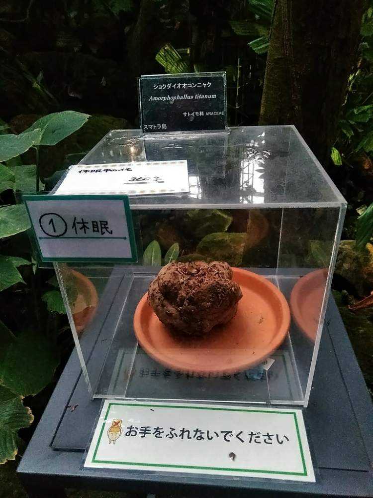 ショクダイオオコンニャク 間に合わなかった Greensnap グリーンスナップ